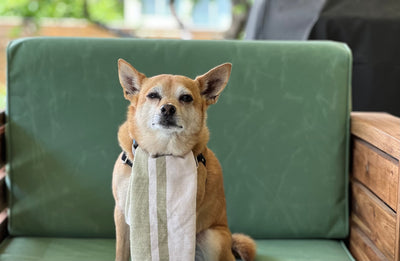 Dining Al Fresco with Fido