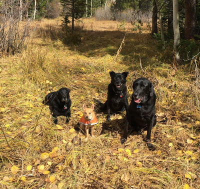 Hiking with your dog