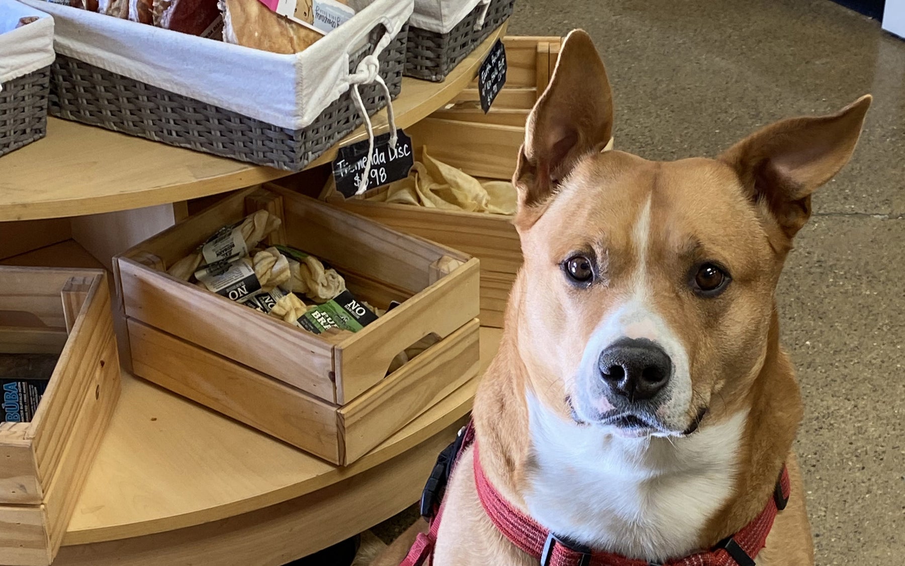 Curious brown dog in pet store